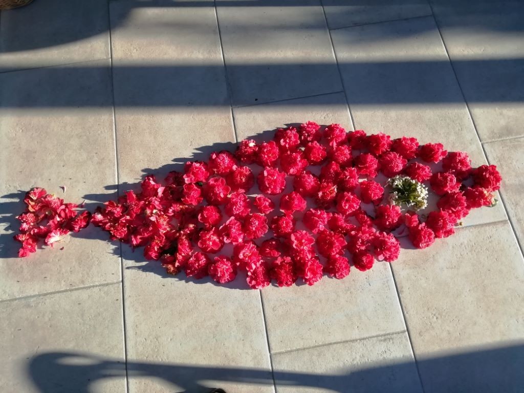 Voilà mon poisson !  fleurs de mon camélia ..;déplumé pour l’occasion !